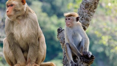 منکی پاکس سے خوفزدہ برازیل میں بندروں کا قتل عام شروع
