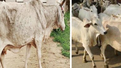 مدھیہ پردیش میں 2171 مویشی جلد کی بیماری سے متاثر
