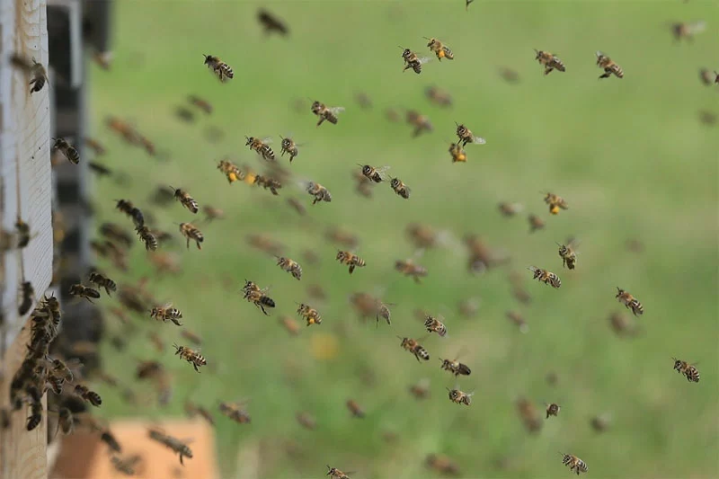 شہد کی مکھیوں کا حملہ‘ 2 ہلاک