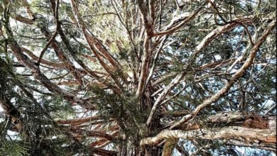 کشمیر میں ایشیا کا واحد سرخ لکڑی کا درخت موجود