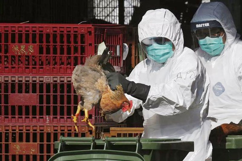 نئے برڈ فلو: جاپان ایک لاکھ مرغیاں مارے کرے گا
