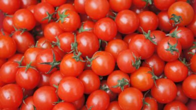 ٹماٹر کی قیمت میں اچانک گراوٹ، کسانوں کو مشکلات کا سامنا