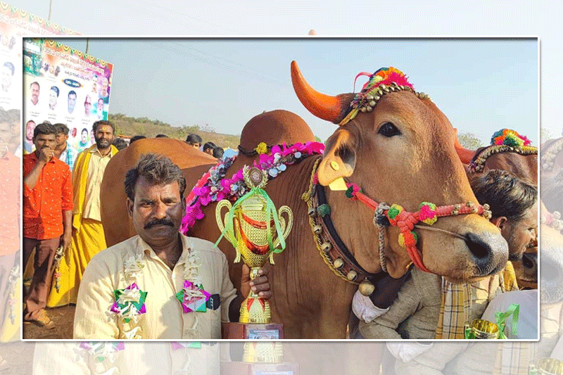 مویشی میلہ میں ایک بیل 1.3لاکھ روپئے میں فروخت