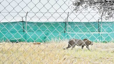 جنوبی افریقہ سے 12 چیتے مدھیہ پردیش لائے گئے