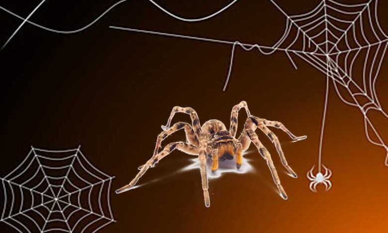 مکڑیوں کو لڑانے کا قدیم کھیل جاپان نے متعارف کرایا