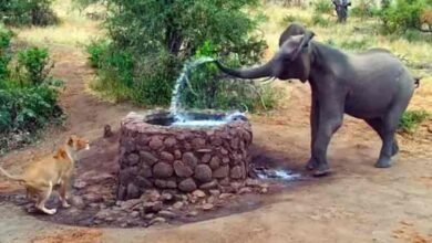 غصیلے ہاتھی نے شیرنی کو پانی کی بوچھاڑ سےبھگادیا، ویڈیو وائرل