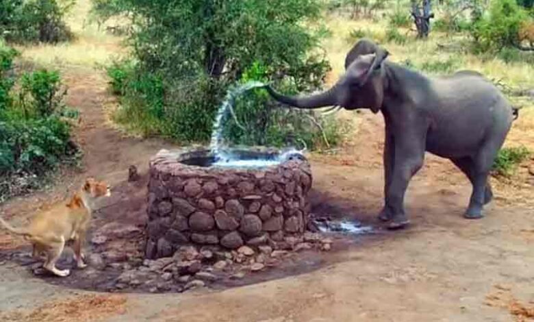 غصیلے ہاتھی نے شیرنی کو پانی کی بوچھاڑ سےبھگادیا، ویڈیو وائرل