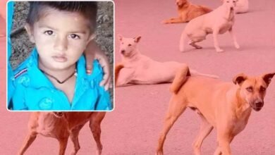 آوارہ کتوں نے ایک اور معصوم بچے کی جان لے لی،  کھمم میں دلخراش واقعہ