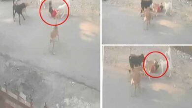 ناگپور میں آوارہ کتوں کے حملے میں 3سالہ لڑکا شدید زخمی، ویڈیو وائرل