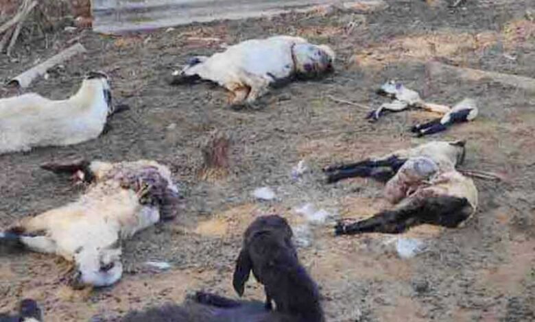 آوارہ کتوں کے حملہ میں 20 بکرے ہلاک
