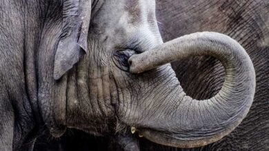 ٹرین کی زد میں آکر جنگلی ہاتھی کی موت