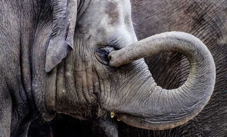 ٹرین کی زد میں آکر جنگلی ہاتھی کی موت