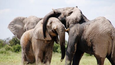 جنگلی ہاتھیوں کے حملہ میں بچی سمیت 2 افراد ہلاک