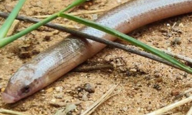 اے پی کے وشاکھاپٹنم کی کمبالاکونڈا سینکچیوری میں نادر سانپ نظرآیا