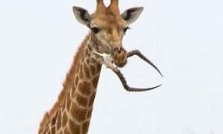 ہرن کے سانپ کھانے کے بعد ژراف کی ہڈیاں چبانے کی ویڈیو وائرل