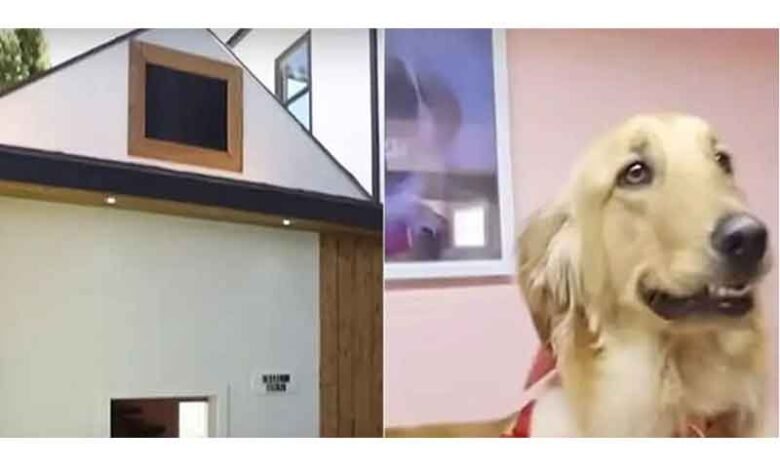 مالک نے کتے کی سالگرہ پر اُس کیلیے 57 لاکھ کا گھر بنوادیا (ویڈیو وائرل)