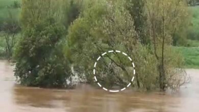 ندی کے بیچ میں درخت پر پھنسے شخص کو بچا لیا گیا (ویڈیو)