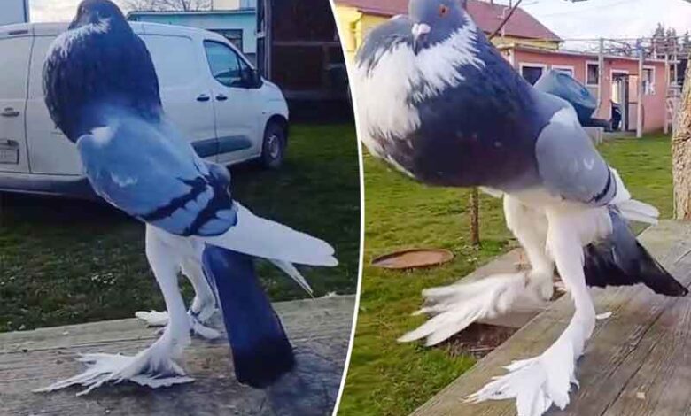 غیرمعمولی لمبی ٹانگوں اور پھولے ہوئے باڈی بلڈر کبوتر کی ویڈیو وائرل