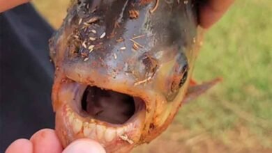 انسانی دانتوں والی مچھلی برآمد، تصاویر اور ویڈیو