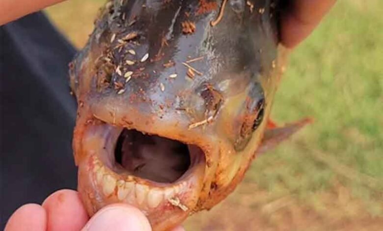 انسانی دانتوں والی مچھلی برآمد، تصاویر اور ویڈیو