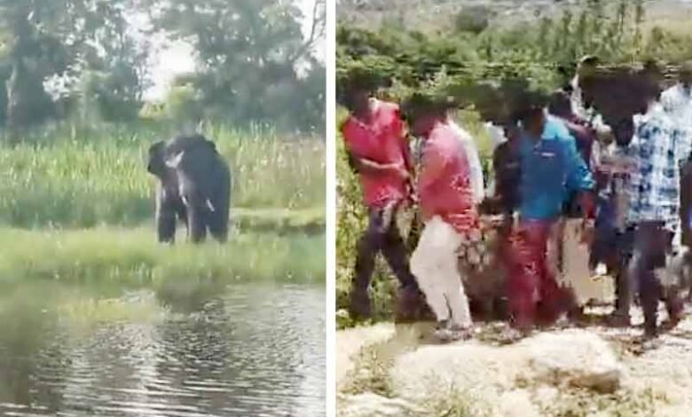 چتور کے کھیت میں ہاتھی نے جوڑے کو ہلاک کردیا