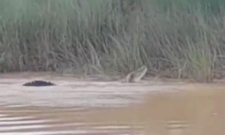 ہولناک: مگرمچھ نے ندی کنارے عورت کا شکار کرے اسے کھالیا