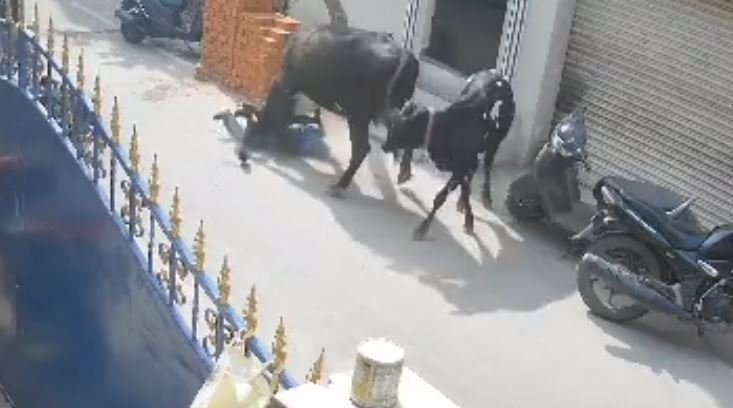 کمسن بچی پر گائے کا وحشیانہ حملہ (دل دہلا دینے والی ویڈیو)