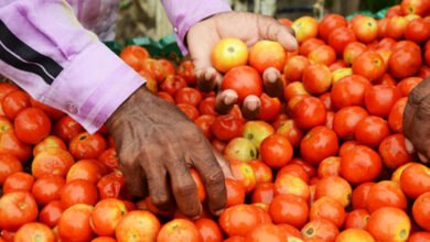 شہرحیدرآباد میں ٹماٹر کی قیمت میں قدرے استحکام