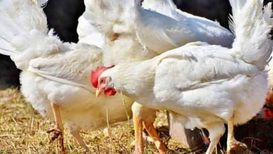 پڑوسی نے مرغیوں کو ہلاک کردیا، خاتون کی پولیس  میں شکایت