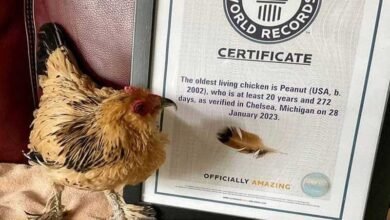 دنیا کی سب سے عمر رسیدہ مرغی 21 سال کی ہوگئی