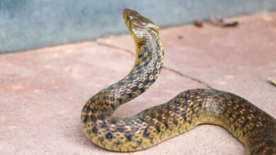 اے پی:مکان میں اے سی سے اچانک سانپ نکل آیا