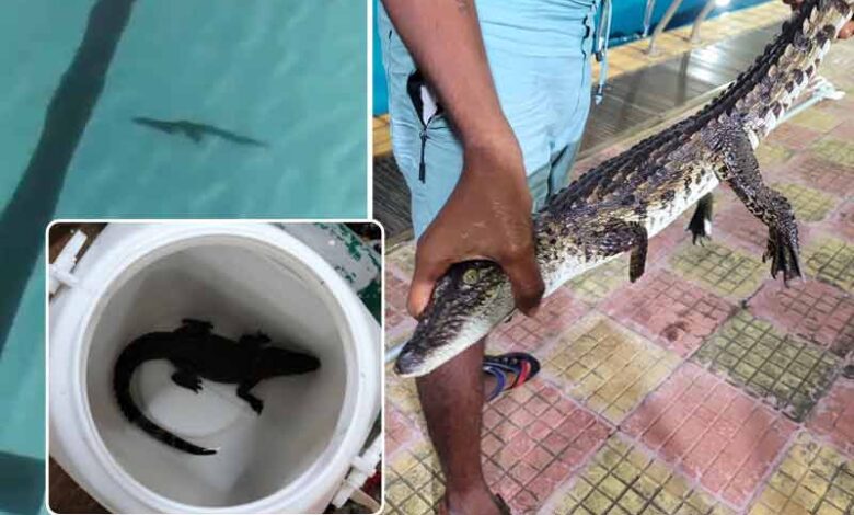 سوئمنگ پول میں مگرمچھ کے پائے جانے پرسنسنی (وائرل ویڈیو)