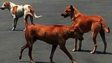 تلنگانہ:آوارہ کتوں کے حملہ میں دو بچے زخمی