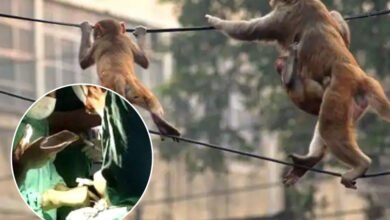 بندروں کی بجلی کے تاروں پر اچھل کود، ایم جی ایم اسپتال میں موبائل فون کی روشنی میں علاج