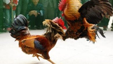 اے پی میں سنکرانتی کے موقع پر مرغوں کی روایتی لڑائی