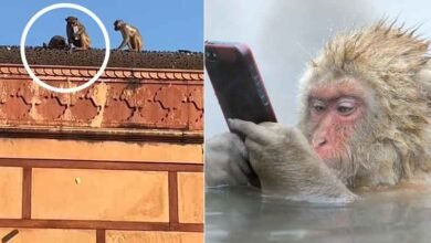 بندر نے آئی فون کیسے واپس کیا؟ لوگوں نے کیا تالیاں بجاکر خوشی کا اظہار کیا (ویڈیو)