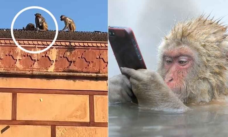 بندر نے آئی فون کیسے واپس کیا؟ لوگوں نے کیا تالیاں بجاکر خوشی کا اظہار کیا (ویڈیو)