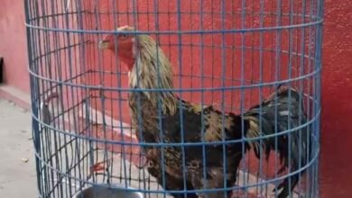 بس میں دستیاب مرغ کا ہراج منسوخ (ویڈیو)