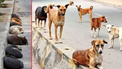 حیدرآباد کی سڑکوں اور گلیوں میں 4 لاکھ آوارہ کتے گھوم رہے ہیں