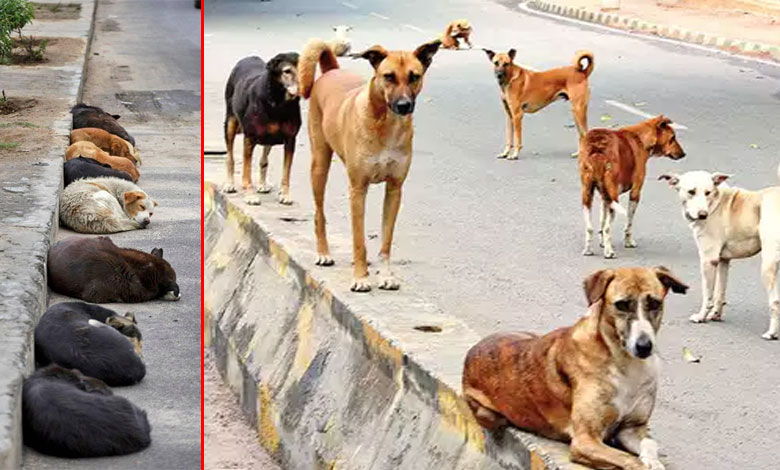 آوارہ کتوں کے حملہ میں چار بچے شدید زخمی