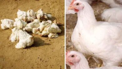آندھراپردیش میں برڈ فلو کی وبا پھوٹ پڑی، ہزاروں مرغیاں مرگئیں