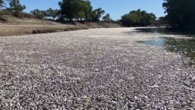 اے پی:تالاب میں د س لاکھ روپئے کی مچھلیاں مردہ پائی گئیں