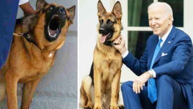امریکی صدر جوبائیڈن کے چہیتے کتے کو وائٹ ہاؤس سے نکال دیاگیا