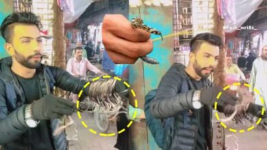 آستین کا سانپ: ایک شخص کو ہاتھوں میں لٹکے درجنوں سانپ بیچتے ہوئے دیکھا گیا ( ویڈیو)