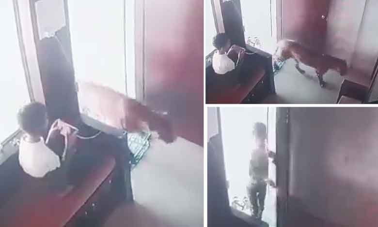 چیتا اچانک فنکشن ہال میں گھس گیا، کم عمر بچہ کی بہادری نے سب کو حیران کردیا (ویڈیو دیکھیں)