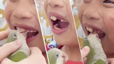 یہ طوطا ہے یا دانتوں کا ڈاکٹر، طوطے نے بچہ کا ٹوٹا ہوا دانت آسانی سےنکال دیا (ویڈیو وائرل)