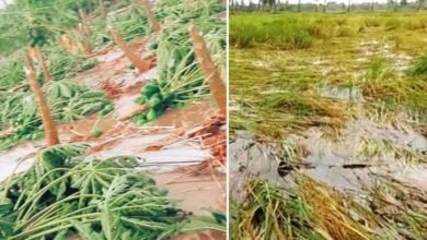 کئی اضلاع میں بارش، کچے آم اوردھان کی فصلوں کو نقصان