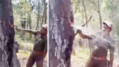 گوداوری کے جنگلاتی علاقہ میں درخت سے پانی کا چشمہ پھوٹ پڑا، عہدیداربھی حیران(ویڈیو وائرل)