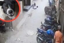 کتا بے دردی سے معصوم لڑکے کو دانتوں سے نوچتا رہا، لوگ تماشائی بن کر دیکھتے رہے (خوفناک ویڈیو)