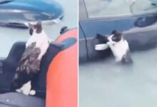 دبئی میں طوفانی بارش میں ڈوبنے سے بچانے پر بلی نے کیا کیا (ویڈیو دیکھیں)